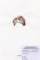 藏品(擬日本鮮奈藻)的圖片